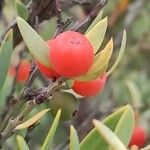 Osyris lanceolata Fruit