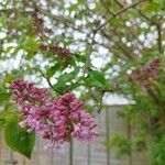 Syringa josikaea Flower