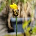 Xyris difformis Flower