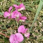 Lathyrus tuberosus फूल