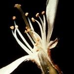 Elaeagnus multiflora Blüte