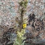 Verbascum densiflorum花