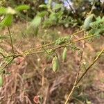 Crotalaria pumila 果実