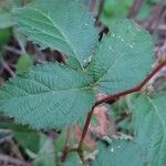 Rubus argutusBlad