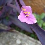 Tradescantia pallida Květ