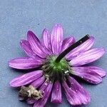 Senecio elegans Flower