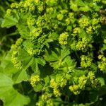 Alchemilla glabra Kwiat