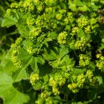 Alchemilla glabra 花