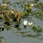 Elodea densa 整株植物