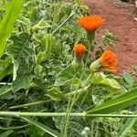 Emilia coccinea Flower