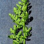 Cryptogramma crispa Blatt