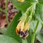 Symphytum tuberosum Blomma