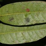 Protium stevensonii Leaf