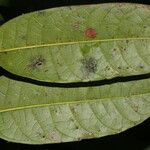 Protium stevensonii List