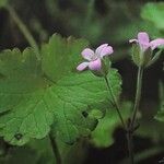 Geranium rotundifolium Flower