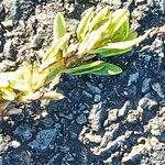 Polygonum maritimum Hostoa