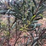 Acacia confluens List