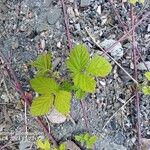 Rubus camptostachys Folha