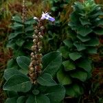 Vitex trifolia Плод