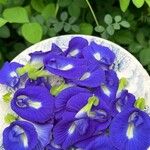 Clitoria ternatea Fiore