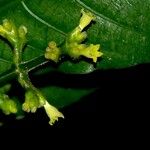 Palicourea brachiata その他の提案