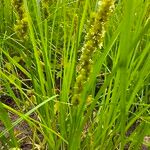 Carex vulpinoidea Hoja