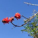 Erythrina lysistemon Blomma