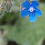 Pentaglottis sempervirensFlower