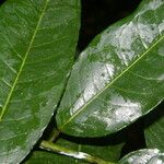 Mabea occidentalis Leaf