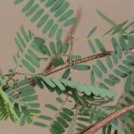 Aeschynomene elaphroxylon पत्ता