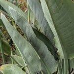 Strelitzia reginae Blad