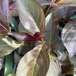 Weigela hortensis Leaf