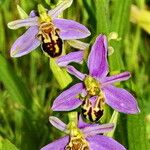 Ophrys apifera Flor