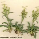 Silene andryalifolia Hábito