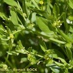 Ranunculus lateriflorus Other