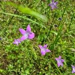 Campanula patulaFlower