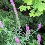 Stachys palustrisBloem