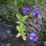 Pinguicula longifolia Flor
