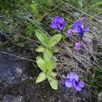 Pinguicula longifolia 花