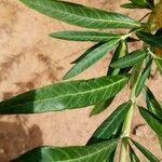Gomphocarpus physocarpus Blatt