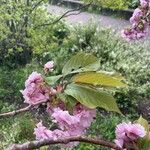 Prunus serrulata Лист