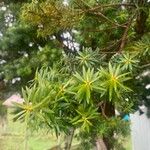 Podocarpus nubigenus 葉