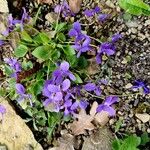 Viola collina অভ্যাস