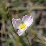 Baldellia ranunculoides Fiore