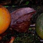 Chrysophyllum colombianum Fruit
