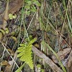 Asplenium capense Habitus