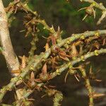 Laccosperma korupense Плод