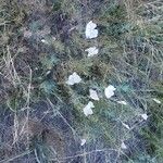 Oenothera albicaulis Floro