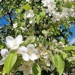 Malus spectabilis Alkat (teljes növény)