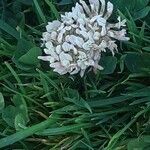 Trifolium repens 花